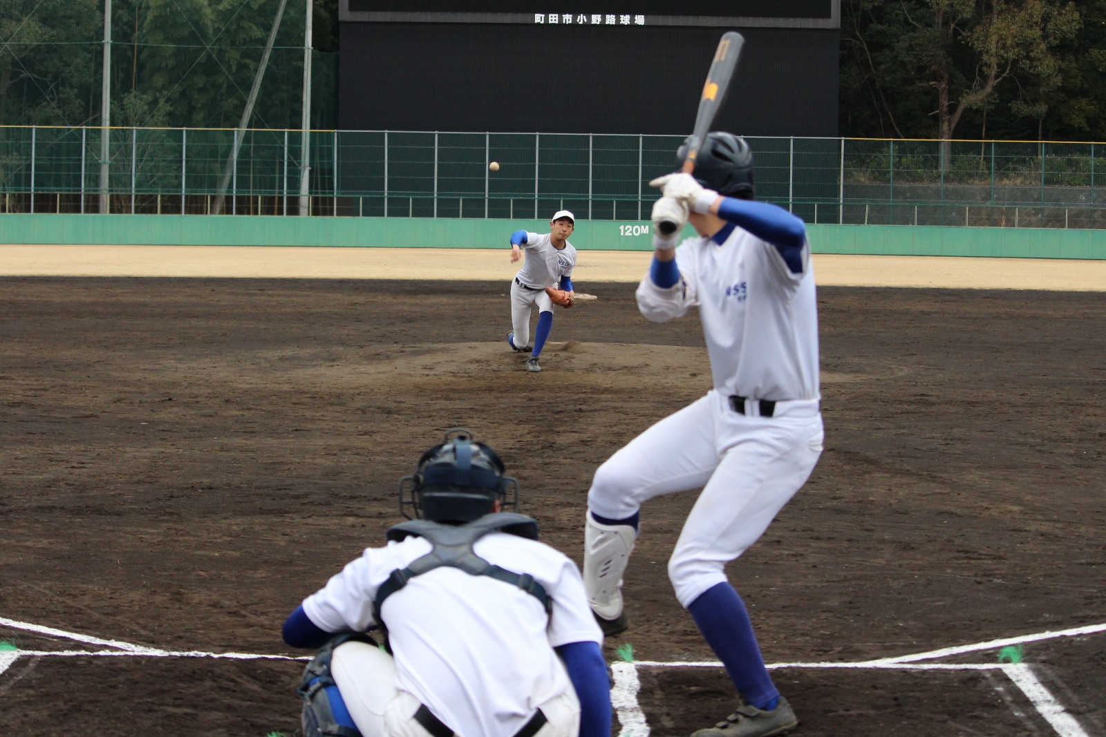 日本 体育 大学 野球 部